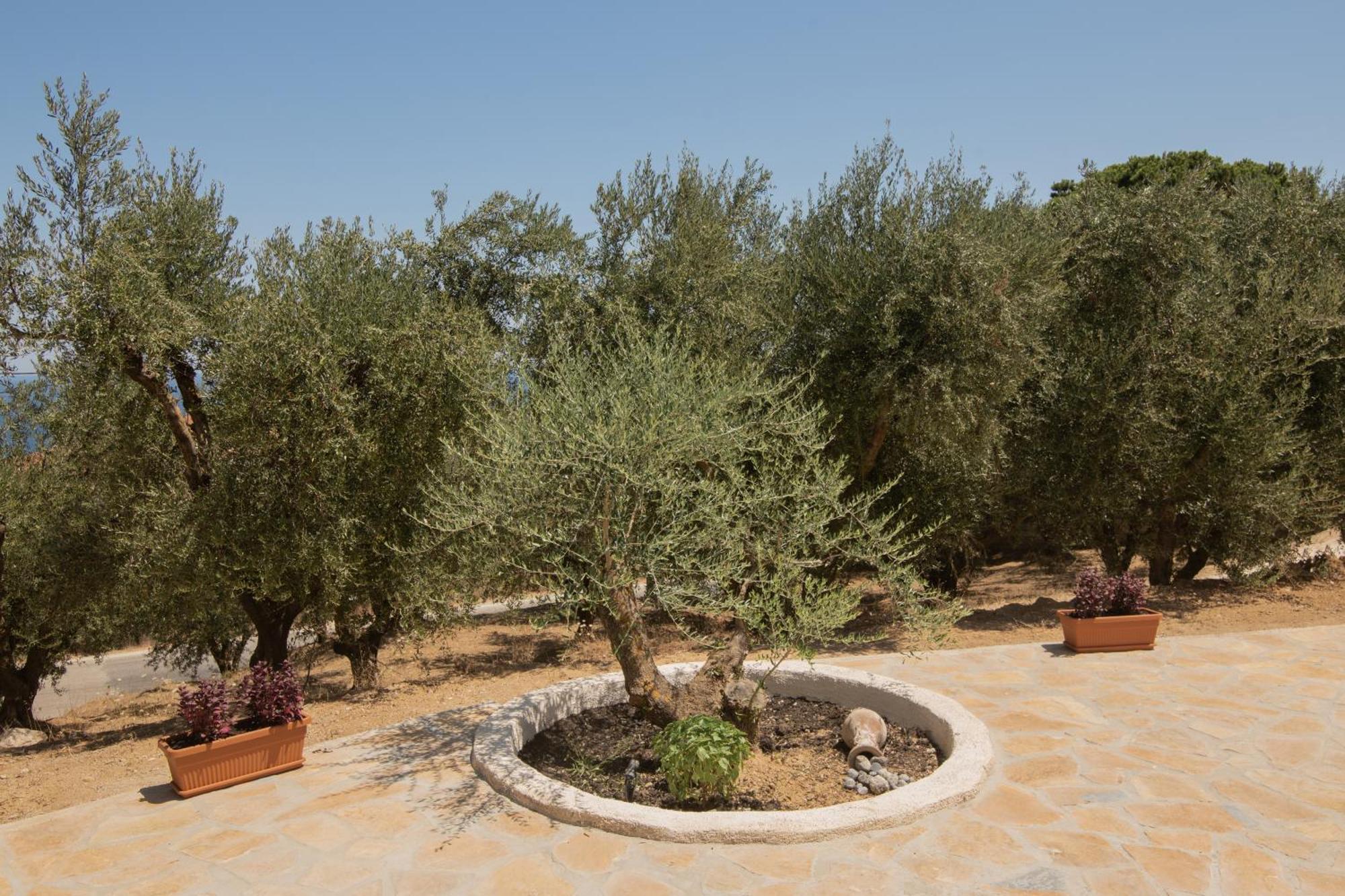 Cossoro Villas Zakynthos Xirokástellon Oda fotoğraf